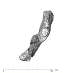 SK 844 Paranthropus robustus partial mandible occlusal