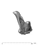 SK 844 Paranthropus robustus partial mandible posterior