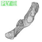SK 844 Paranthropus robustus partial mandible ply