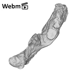 SK 844 Paranthropus robustus partial mandible ply movie