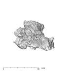 SK 845.SK 14251 Paranthropus robustus maxilla anterior