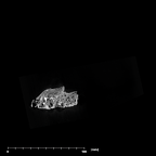 SK 845.SK 14251 Paranthropus robustus partial maxilla internal