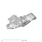 SK 845.SK 14251 Paranthropus robustus partial maxilla lateral left