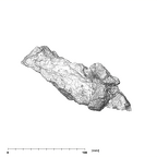 SK 845.SK 14251 Paranthropus robustus partial maxilla lateral right