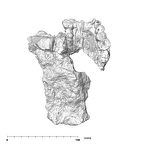 SK 845.SK 14251 Paranthropus robustus partial maxilla occlusal