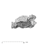 SK 845.SK 14251 Paranthropus robustus partial maxilla posterior
