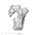 SK 845.SK 14251 Paranthropus robustus partial maxilla superior