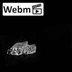 SK 845.SK 14251 Paranthropus robustus partial maxilla ct stack movie