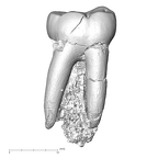 SK 846a Paranthropus robustus LRM1 buccal