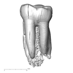 SK 846a Paranthropus robustus LRM1 lingual