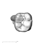 SK 846a Paranthropus robustus LRM1 occlusal