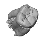 SK 846a Paranthropus robustus LRM1 ply