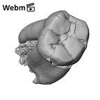 SK 846a Paranthropus robustus LRM1 ply movie