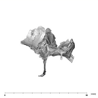 SK 847 Homo left temporal anterior