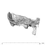 SK 847 Homo left temporal mesial