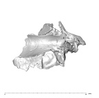 SK 847d Homo cranial fragment 1