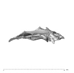 SK 847d Homo cranial fragment 2