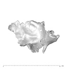 SK 847d Homo cranial fragment 3
