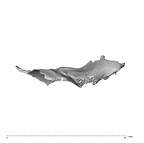 SK 847d Homo cranial fragment 4