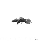 SK 847d Homo cranial fragment 5