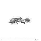 SK 847d Homo cranial fragment 6