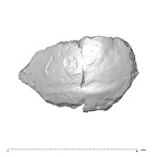 SK 847e Homo cranial fragment 1