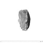 SK 847e Homo cranial fragment 2