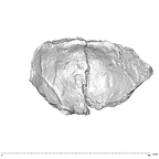 SK 847e Homo cranial fragment 3