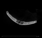 SK 847e Homo cranial fragment internal