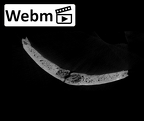 SK 847e Homo cranial fragment ct stack movie