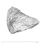 SK 847h Homo cranial fragment 1