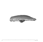 SK 847h Homo cranial fragment 2