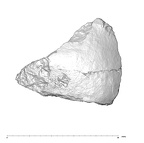 SK 847h Homo cranial fragment 3
