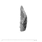 SK 847h Homo cranial fragment 4