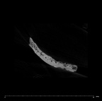 SK 847h Homo cranial fragment internal