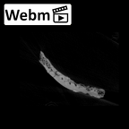 SK 847h Homo cranial fragment ct stack movie