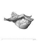 SK 847j Homo cranial fragment 3 1