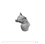 SK 847j Homo cranial fragment 3 2