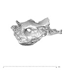SK 847j Homo cranial fragment 3 3
