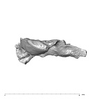 SK 847j Homo cranial fragment 3 4