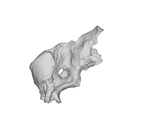 SK 847j Homo cranial fragment 3 ply