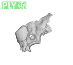 SK 847j Homo cranial fragment 3 ply
