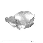 SK 847k Homo cranial fragment 1