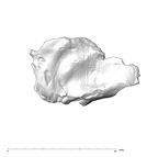 SK 847k Homo cranial fragment 3
