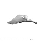 SK 847k Homo cranial fragment 4