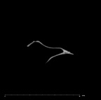 SK 847k Homo cranial fragment internal