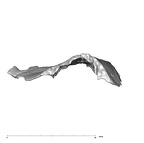 SK 847l Homo cranial fragment 6 3