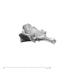SK 847l Homo cranial fragment 6 5