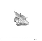 SK 847n Homo cranial fragment 1