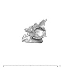 SK 847n Homo cranial fragment 3